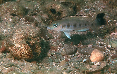 Lepidiolamprologus sp. 'meeli-boulengeri' Mbita Island